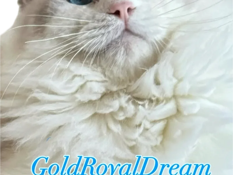 01AbsoluteLove photo 1