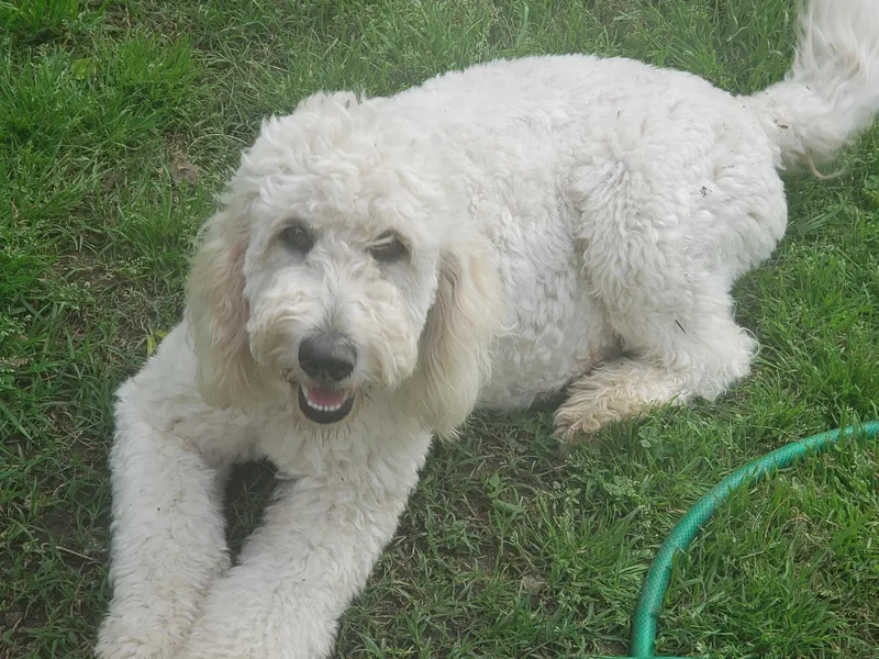 07 Seven Oaks Goldens and Doodles