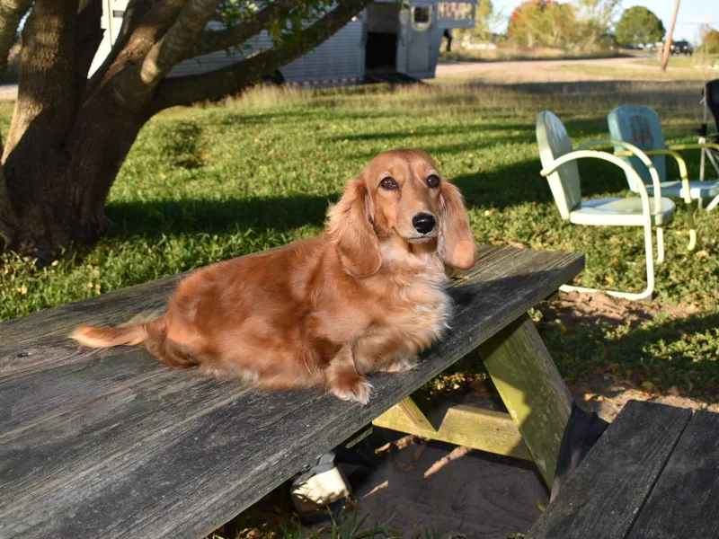 1 Moore Dachshund photo 1