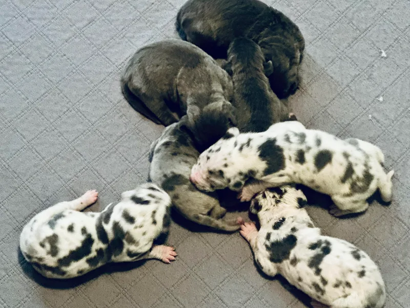 10 Acre Danes LLC photo 1