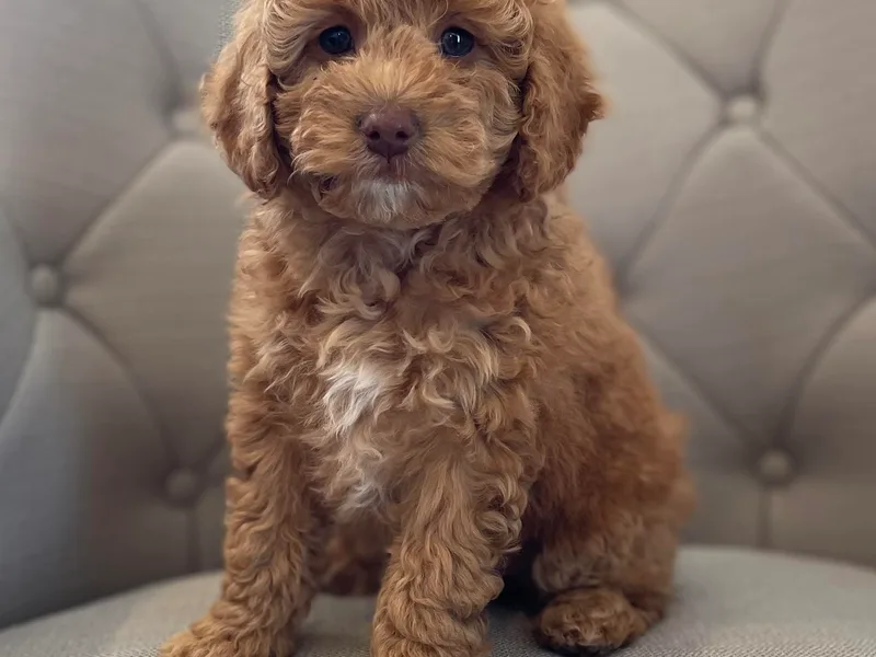 10-Acre Woods Cockapoos photo 1