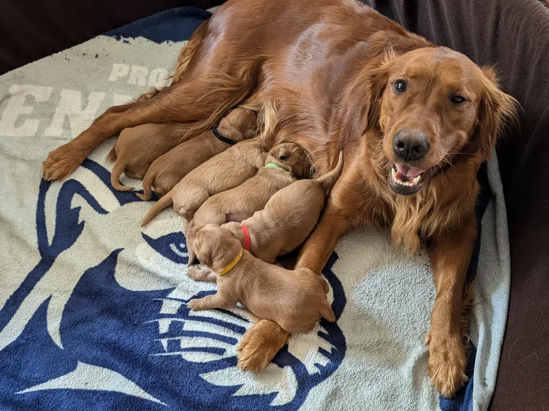 10 Piece Golden Nugget Retrievers