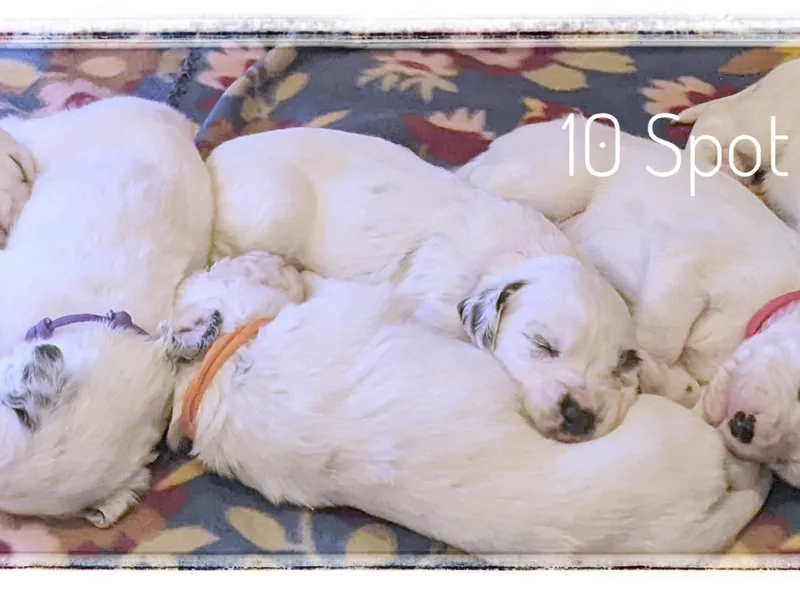 10 Spot Dalmatians photo 1