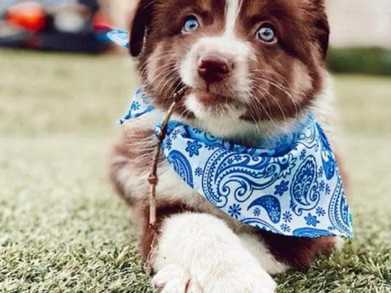 101 Australian Shepherds