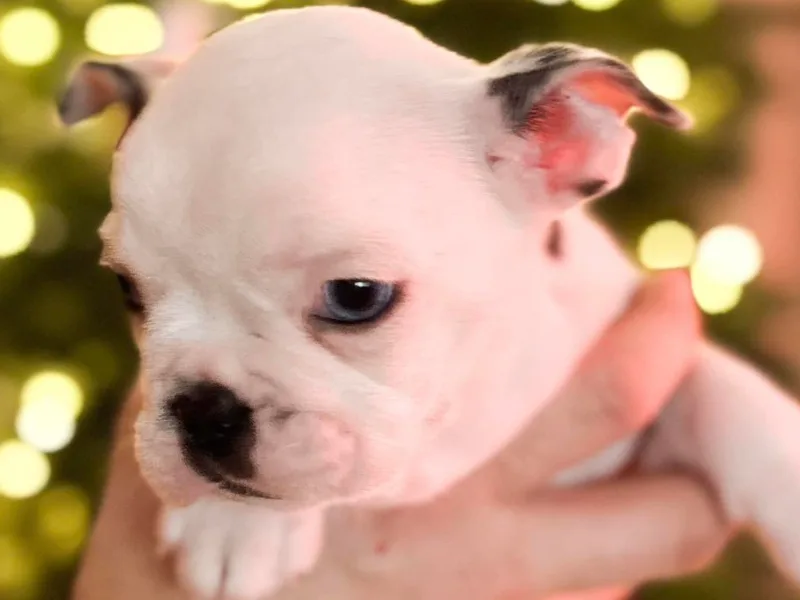 101 Frenchtons photo 1