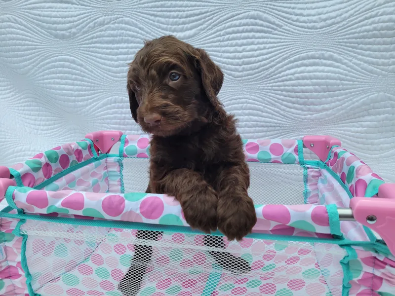 101 Labradoodles photo 1