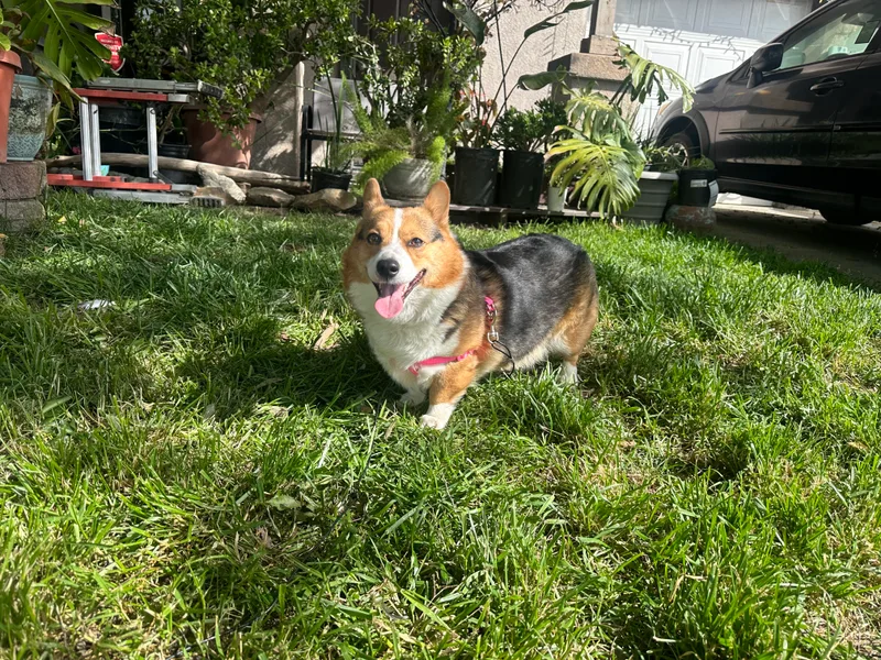 10th House Corgis photo 1