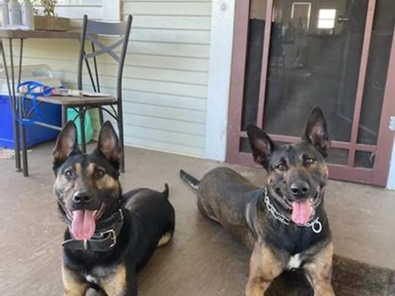 11:11 Working Dogs photo 1