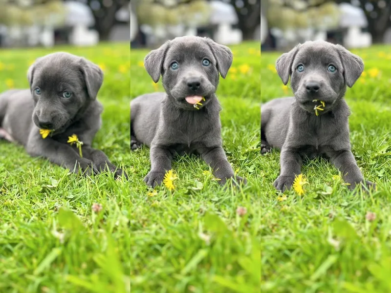 12 Door Farm Labradors