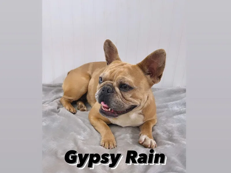 1818 Frenchie photo 1