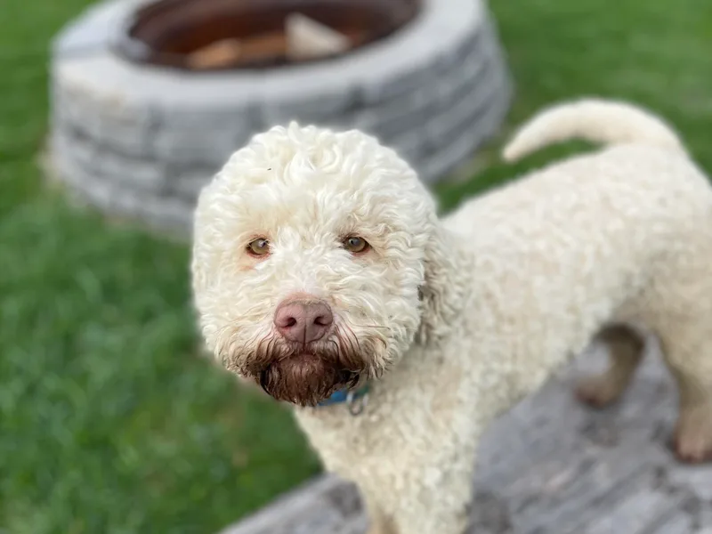 1880 Lagotto photo 1