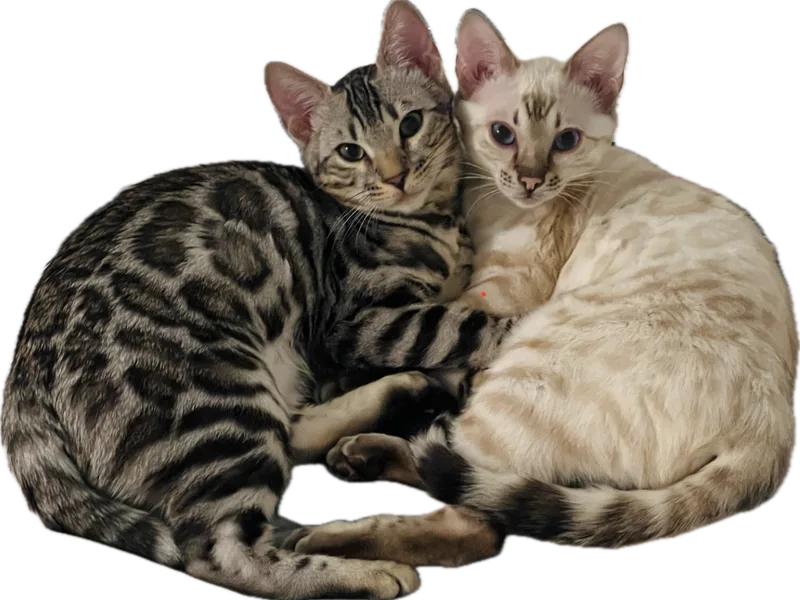 1califbengals photo 1