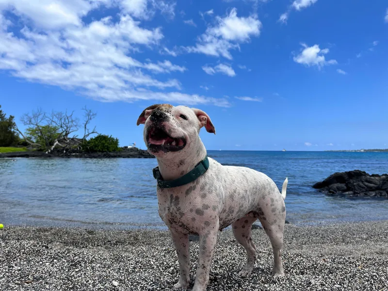 1LoveStaffies-Hawaii photo 1