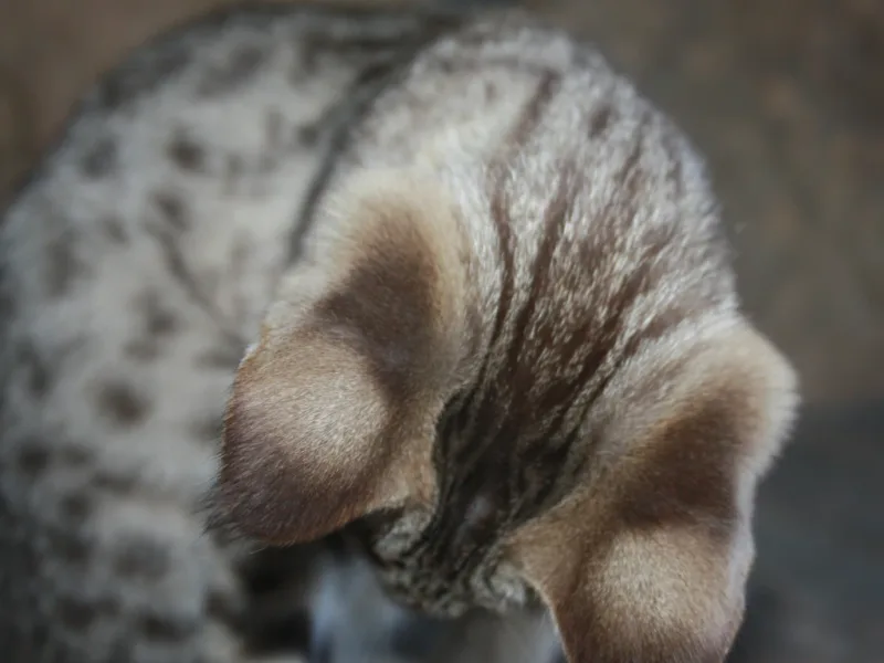 1Purrfectsv photo 1