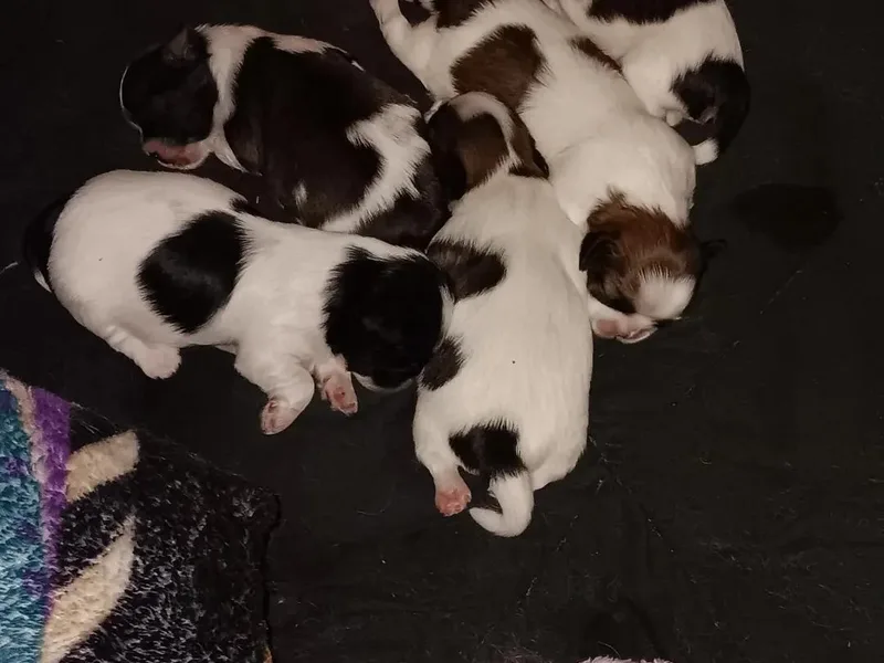 1st Choyce Puppies