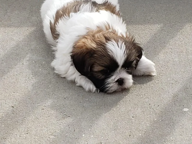 1st Passion Shih tzus photo 1