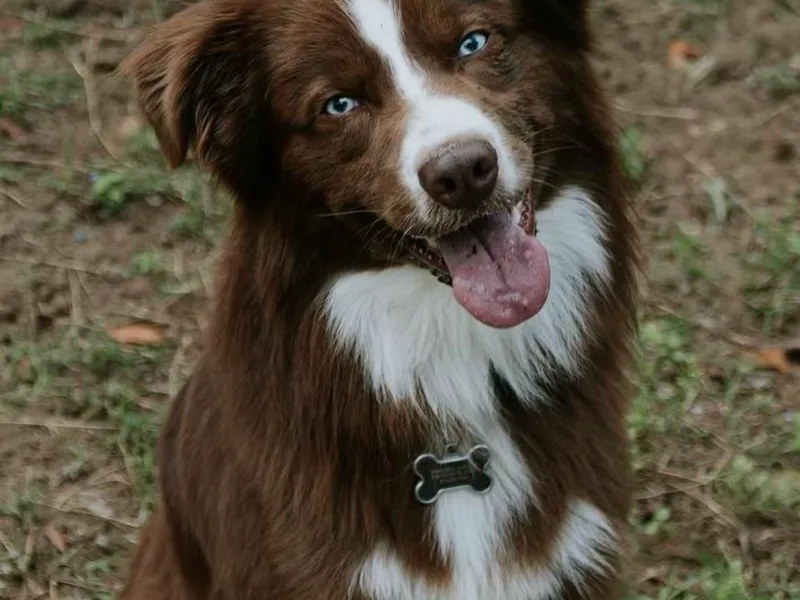 2 Happy Aussies photo 1