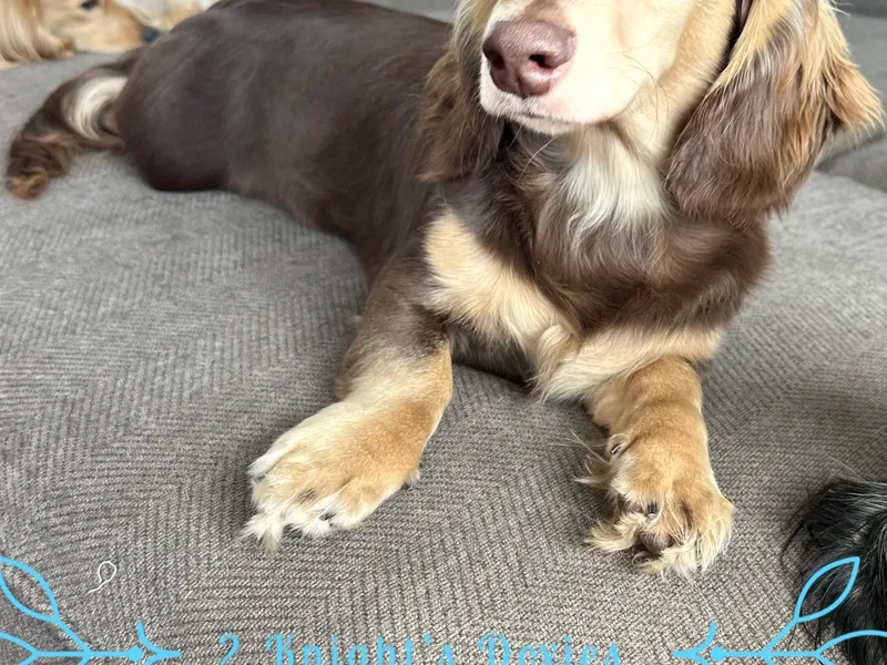 2 Knights Doxies photo 1