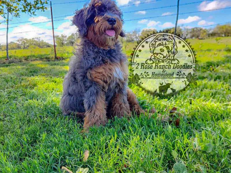 2 Rose Ranch Doodles photo 1