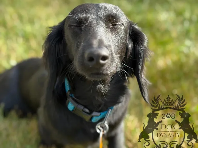 208 Dox Dynasty photo 1