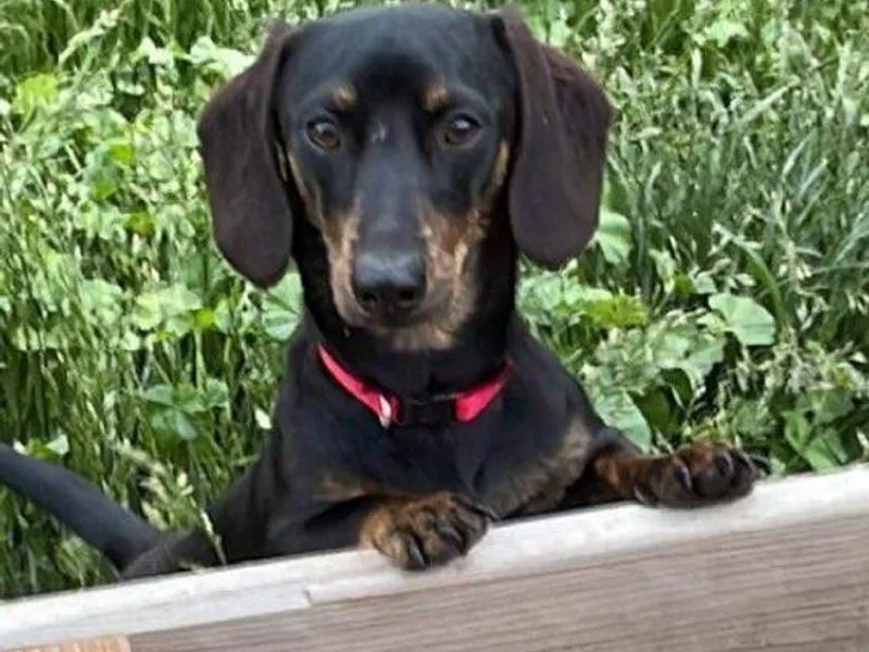 208 Wiener Wiggle Butts LLC photo 1