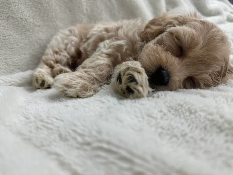 209PuppiesCaliforniaMaltipoo photo 1