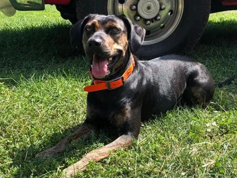 20Mile Catahoulas photo 1