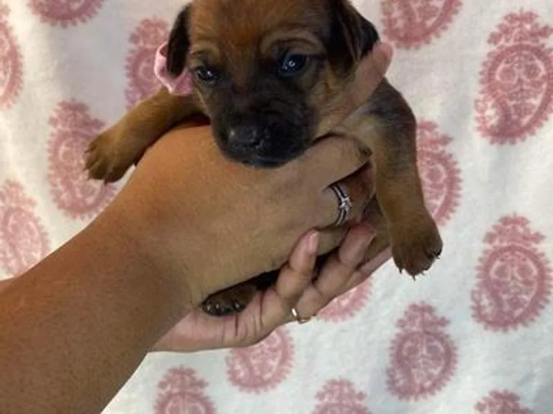 21K Breeding photo 1