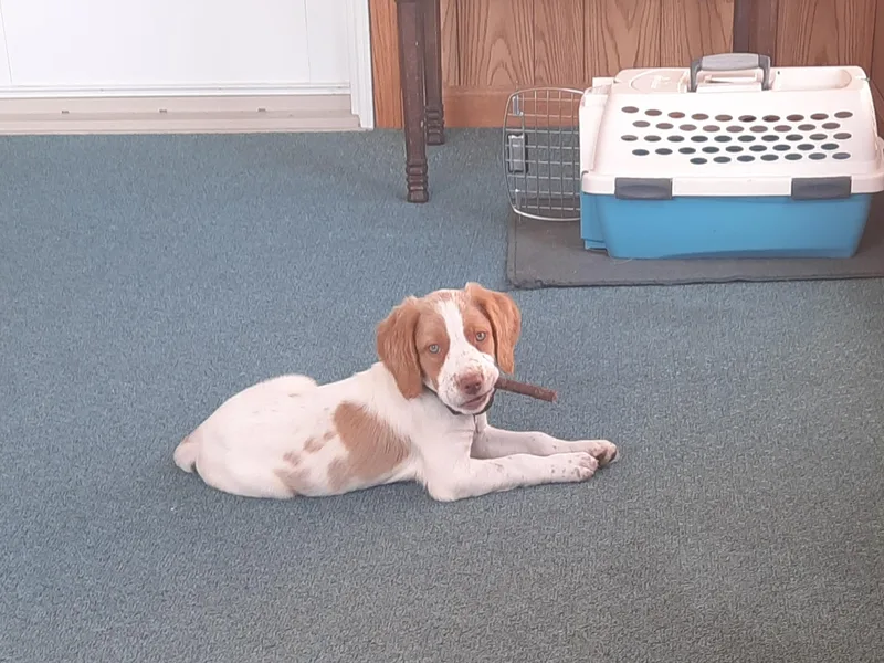 2345 ELO  Erica's Liver &amp; Orange Brittany Puppies