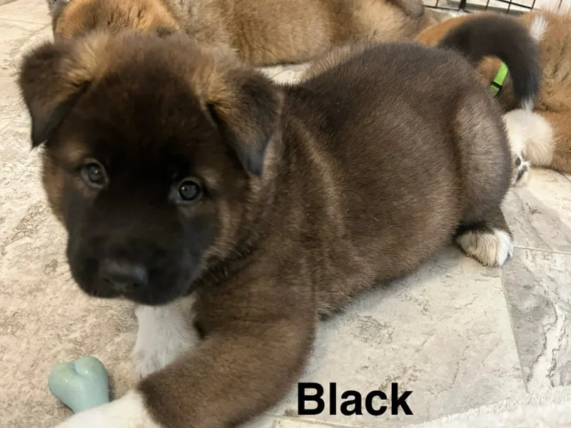 239SunshineAkita