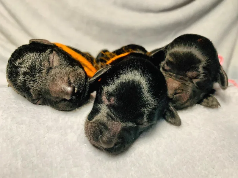 24 Karat Doodles photo 1