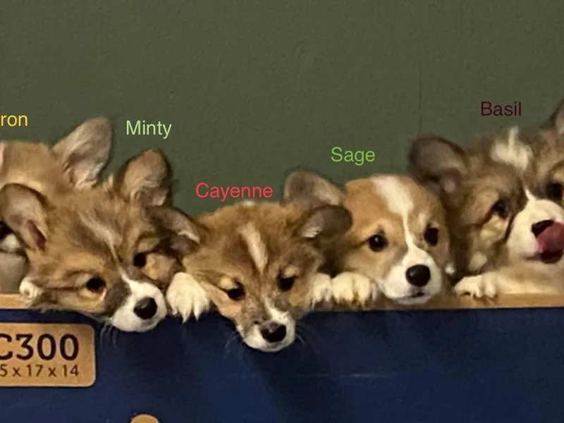 24k Corgis