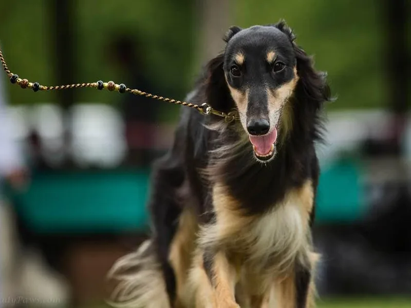 24K Silken Windhounds