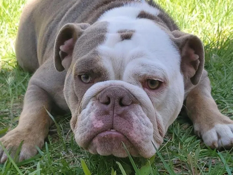 2700 Blocc Bulldogs photo 1