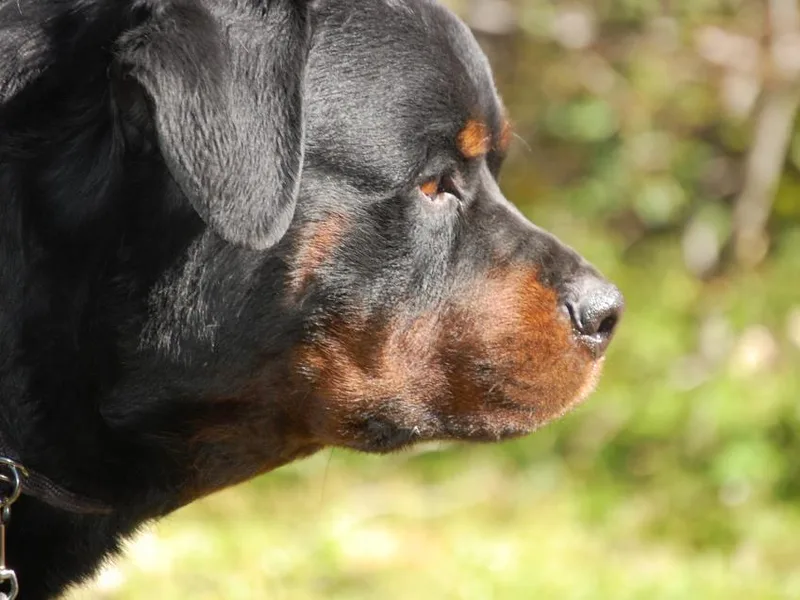 2Infinity Rottweilers LLC