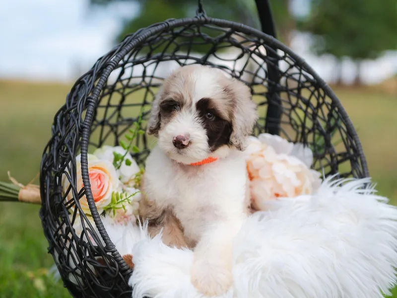 2J 2K Bordoodles photo 1