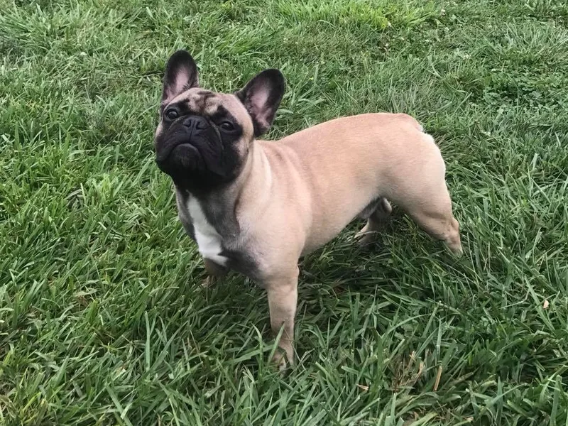 2K Frenchies