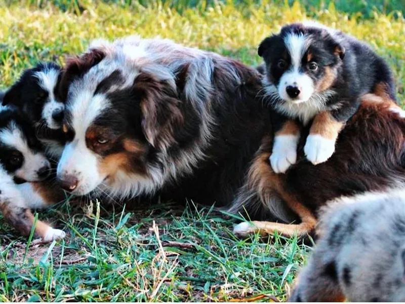 2Lazy2P Mini Aussies photo 1