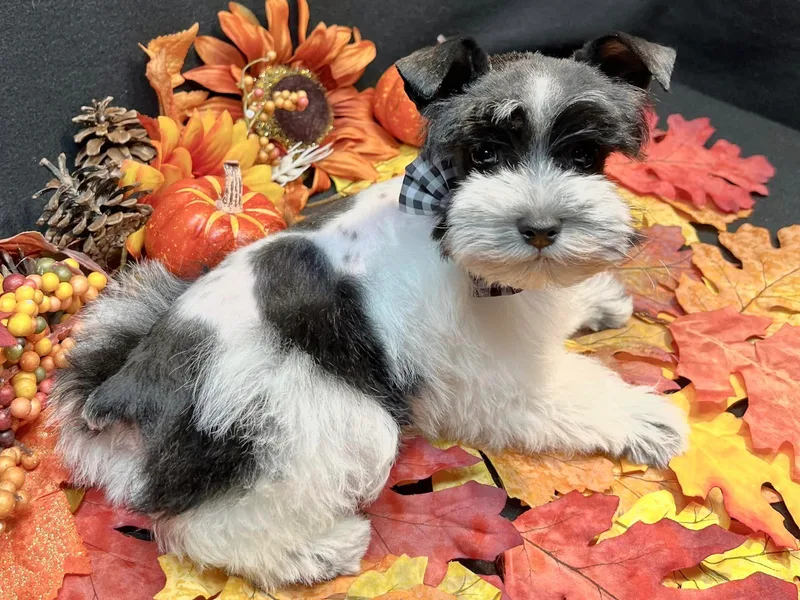 2M Miniature Schnauzers