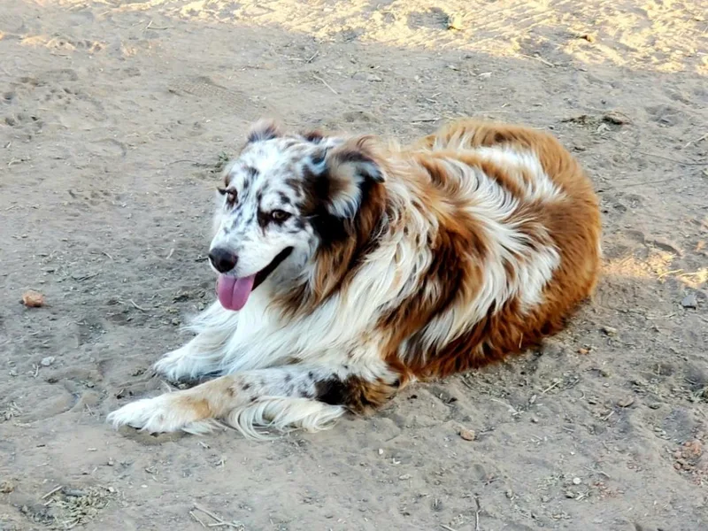 2Morrows Aussies photo 1