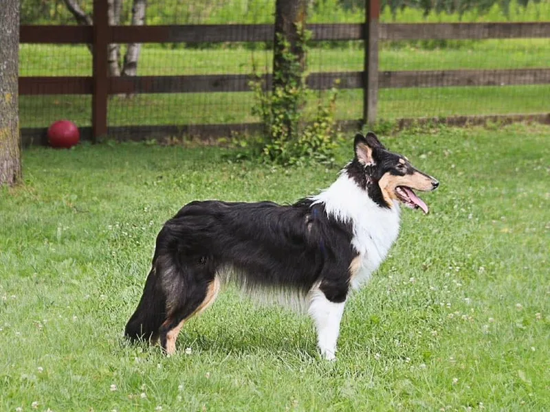 2nd Alarm Kennels photo 1