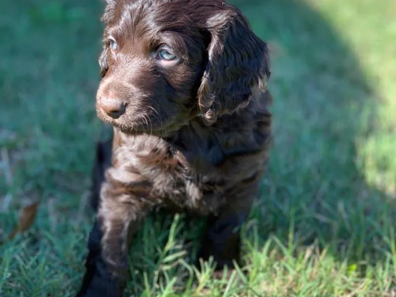 3 &amp; 20 Kennel photo 1