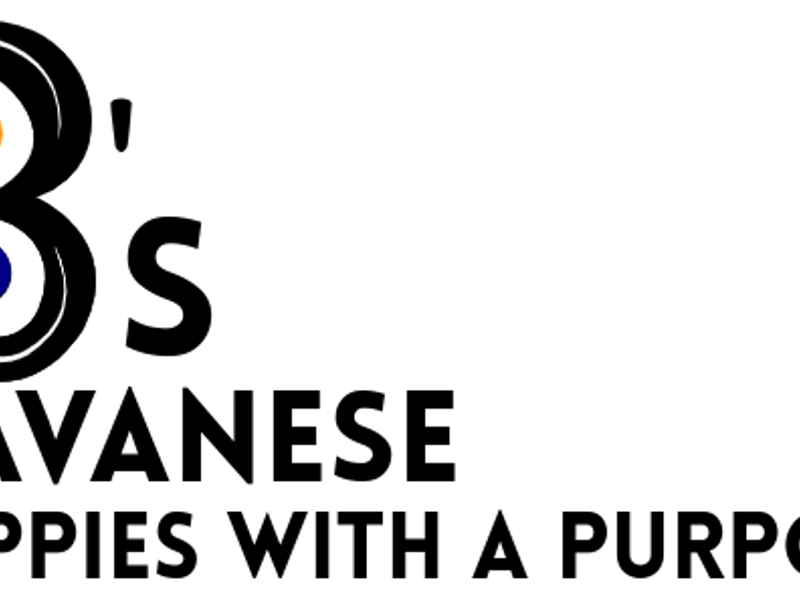 3 Bs Havanese Puppies with Purpose