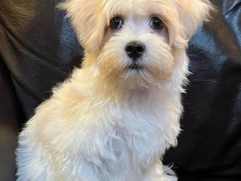 3 Bs Havanese-PUPPIES with  PURPOSE