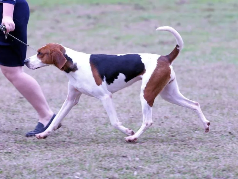 3 Color Kennel photo 1