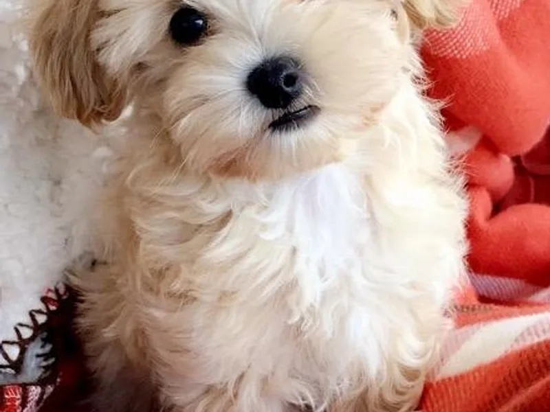 3 doodles’ littles photo 1