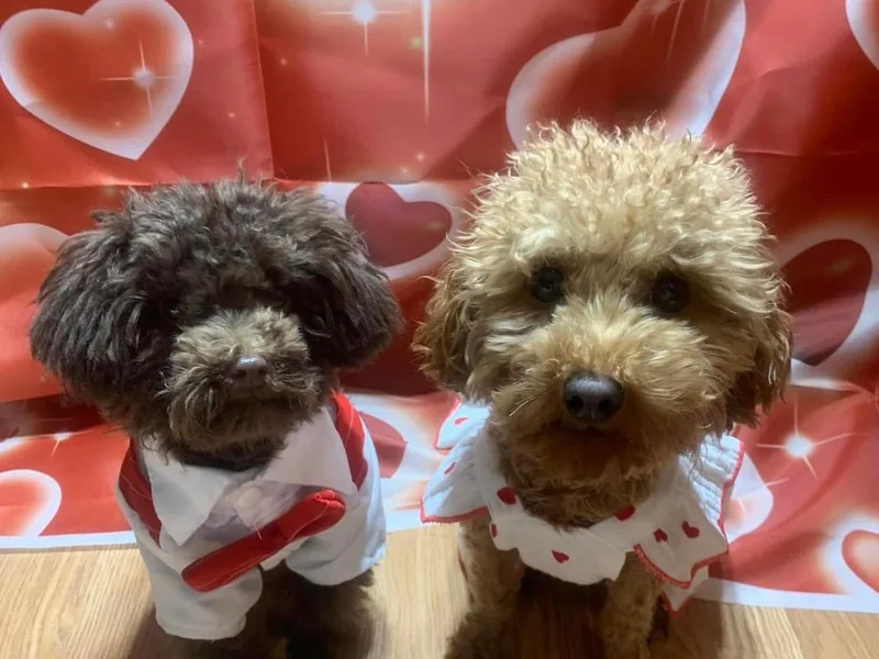 3 Gun Retrievers photo 1