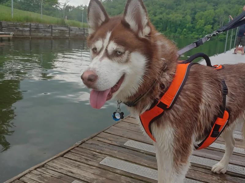 3 Rivers Siberians(Richard's)