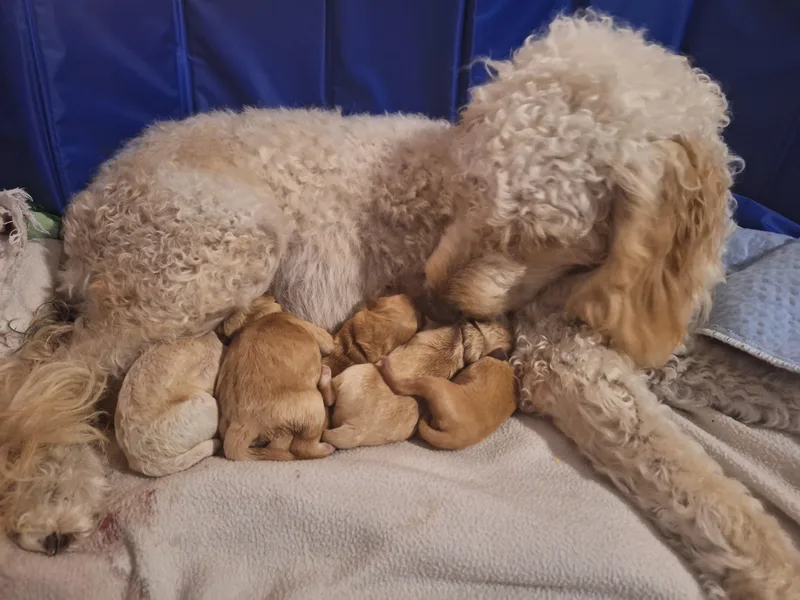 3 Willows Doodles photo 1