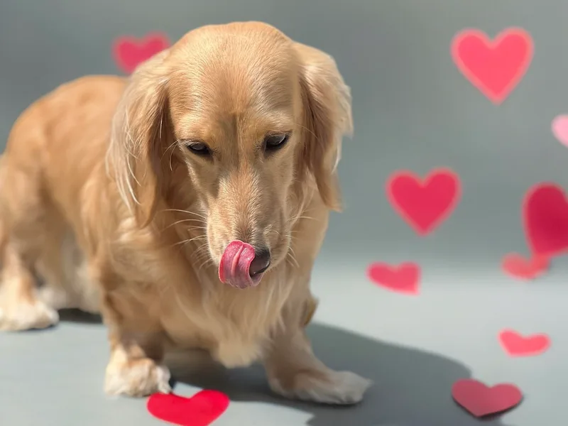 30 Acre Woods Dachshunds